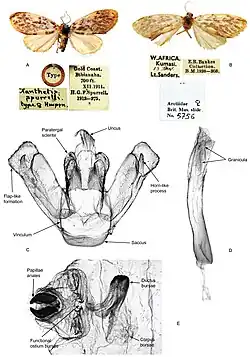image showing 2 photos of the moth, one the type specimen, and some x-rays of different parts of the mother, zoomed in