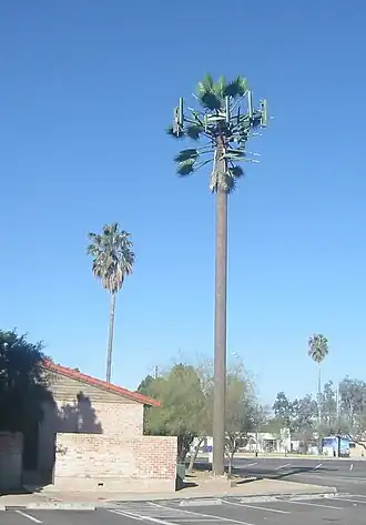A base station disguised as a palm tree in Tucson, Arizona.