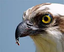American osprey with scraps of fish on its beak