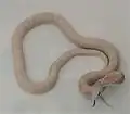 Leucistic Texas rat snake