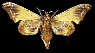 Paonias myops ♀ △