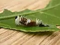 An early instar caterpillar