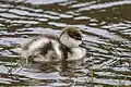 duckling, Waitakere Ranges