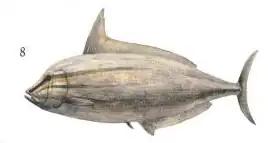 Paranogmius doederleini