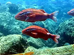 Parupeneus porphyreus