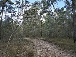 A dirt path winds through a dry eucalypt forest. Green grass can be seen at the base of tall trees along the pathway.