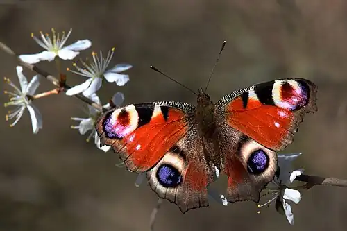 A black and red butterfly on white flowers