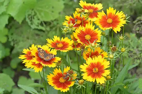 A pearl crescent butterfly on native Indian blanket flowers growing in the park.