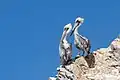 Peruvian pelicans in the Ballestas Islands, Peru