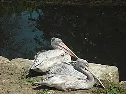 Pelicans