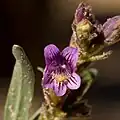 Flowers of Penstemon breviculus