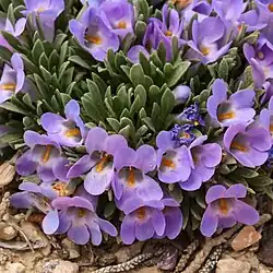 Flowers of Penstemon yampaensis