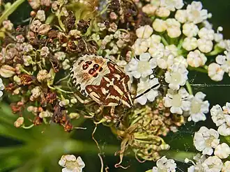Carpocoris mediterraneus, nymph
