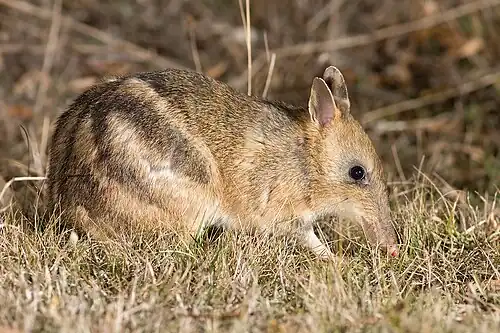 brown bandicoot