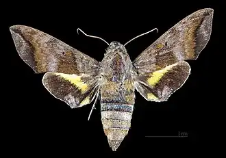 Perigonia lusca f. interrupta Female dorsal view