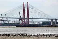 Flocks of great cormorant