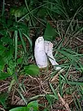 The remains of a Stinkhorn fungus from Silverwood in July 2008.