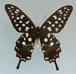 Specimen at the National Zoological Museum of China