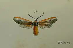 illustration of an adult Phauda mahisa specimen