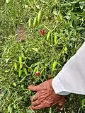 Photo of ripe and unripe Bhiwapur chillies in a farm