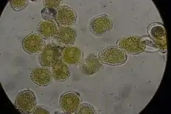 Phragmidium bulbosum