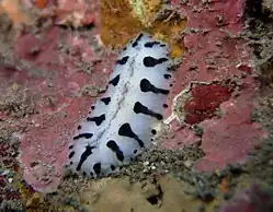 Phyllidiopsis loricata