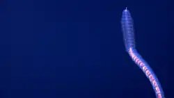Physonect siphonophore Puerto Rico April 2015.png