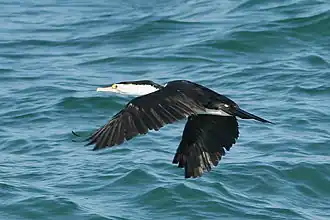 Pied cormorant in flight over the sea