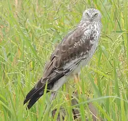 A female pied harrier