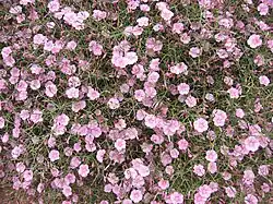 Convolvulus dorycnium