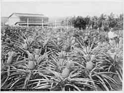 In a pineapple field, a laborer stands with his hat in hand.