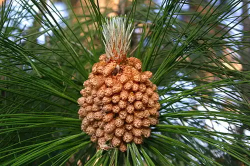 Male cones