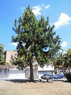 Pino Hondureño (Pinus caribaea)