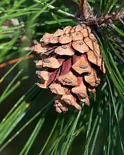 A mature cone on P. henryi at the Arnold Arboretum
