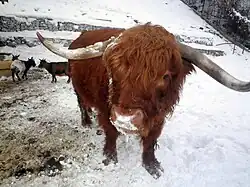 Highland cattle