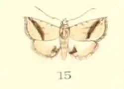 Eublemma pudica