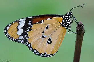Resting with its wings closed