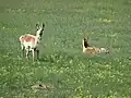 Pronghorn