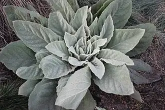 Verbascum
