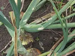 "Botrytis squamosa" on an onion plant