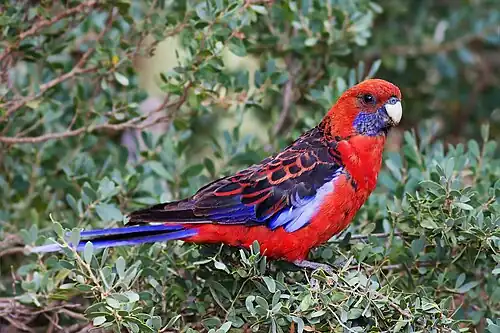 Crimson rosella is a common sight in Devilbend Reserve