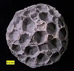 Pleurodictyum americanum from the Givetian Kashong Shale (Hamilton Group) of Livingston County, New York.