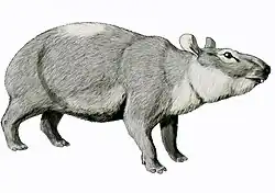 Pliohyrax sp.
