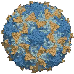 A type 3 poliovirus capsid coloured by chains