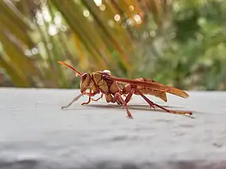 Polistes carnifex carnifex in Mexico.