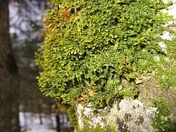Porella platyphylla clump growing on a tree.