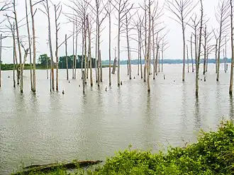 Trees in the reservoir north of Poverty Point Reservoir State Park near Delhi
