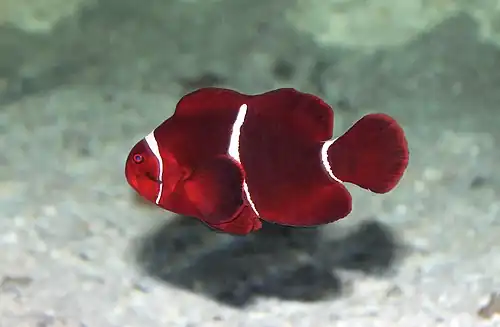 At the Vancouver Aquarium