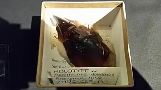 #13 (?/12/1853), Holotype of Architeuthis monachus at the Zoological Museum in Copenhagen, as it appeared in 2015. It consists of a dried beak, the sole part of the animal that was preserved.