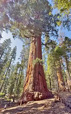 The President (Sequoia National Park)